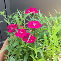 新しいお花を植えたい！ 2019/04/16 13:37:24