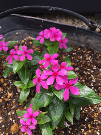 サロン前のお花を植え替えました~ 2019/06/04 11:25:51
