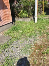 除草剤散布日より