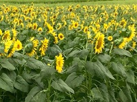 津田のひまわり 2015/08/19 17:18:21