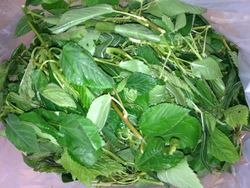 今宮の野菜
