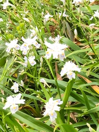 今宮神社に行ってきました 2019/04/19 18:03:34
