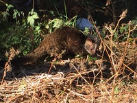 初めて見た動物　　　　　　　　　　　　　#富士市 2017/02/13 14:48:36