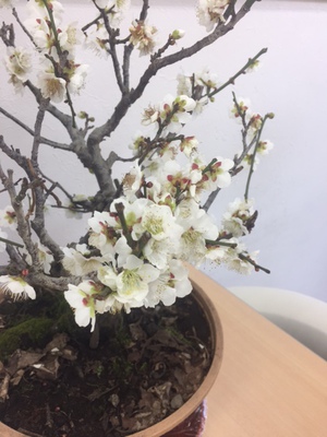 梅が見頃です