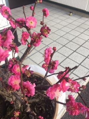 梅が見頃です