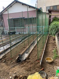 秋に植え付ける野菜