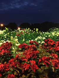 #富士市 民の花 薔薇 2016/05/14 19:37:17