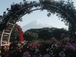 中央公園の薔薇