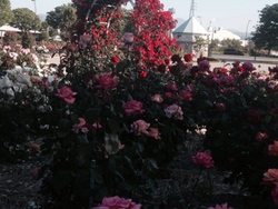 中央公園の薔薇