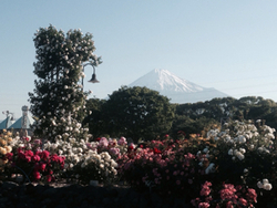 中央公園の薔薇