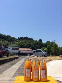みかんジュースのくぼた農園へ取材に♪