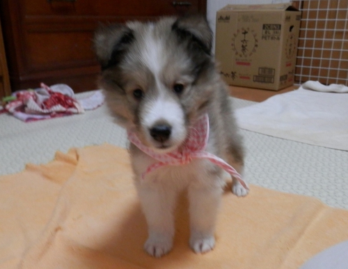 仔犬ちゃん