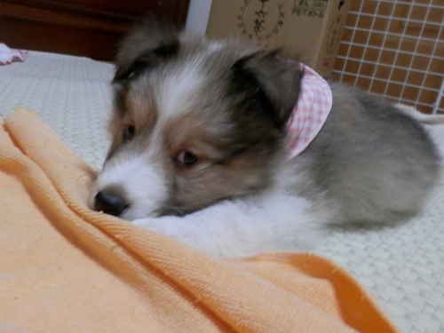 仔犬ちゃん