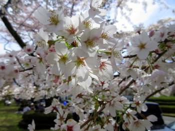 ～好天気に誘われ、桜を愛でる！～