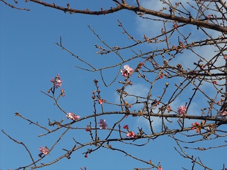 新年に向けて河津正月桜が開花 かわづふるさと案内人