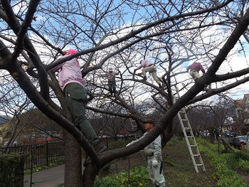 河津桜の剪定作業を手伝いました かわづふるさと案内人