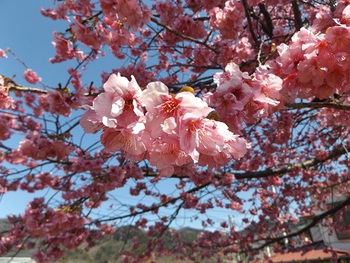 河津桜　まだ見ごろの木もあります