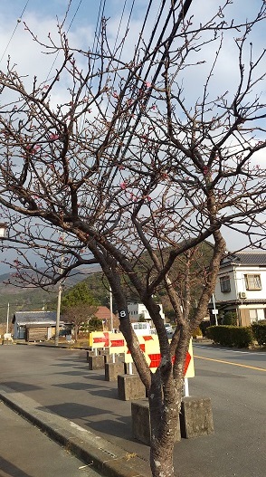 １月例会　河津桜まつり打合せと河津桜コース下見