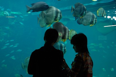 箱根園 水族館 ラブワゴン 春のシンボル 大島桜 箱根小涌谷温泉 三河屋旅館 季節のお便り