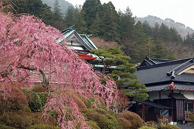 箱根の桜開花状況2009年4月2日