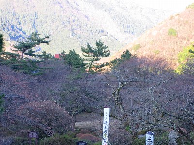 箱根の桜開花状況2009年4月2日