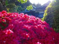 つつじ開花情報（５/６）