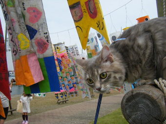 狩野川こいのぼりフェスタ。