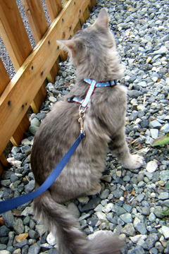 猫の避妊手術