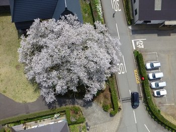 上からともえ桜
