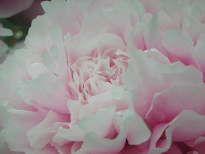 ピンク☆PINK