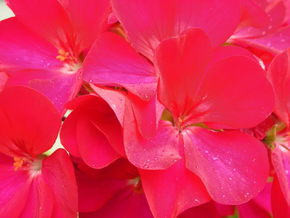 ピンク☆PINK
