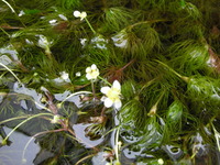 お盆☆２００９