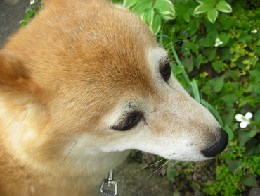 散歩のひとこま・・・