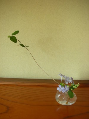 今週のお花