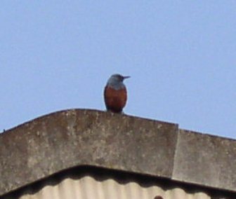 春だから?小鳥?が囀っています。