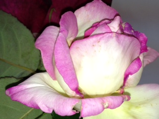薔薇いろいろ