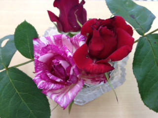 薔薇いろいろ