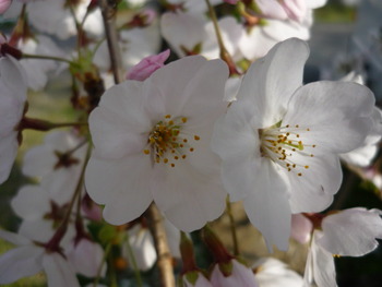 さよなら桜