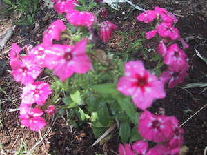 花盛り