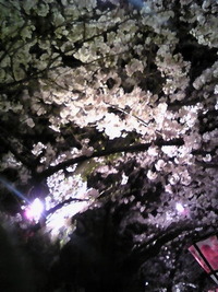 三嶋大社桜きれいです