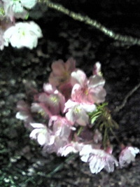 河津桜のライトアップを見に出掛けました
