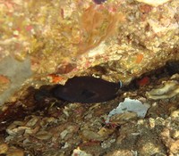 アザハタ（幼魚）