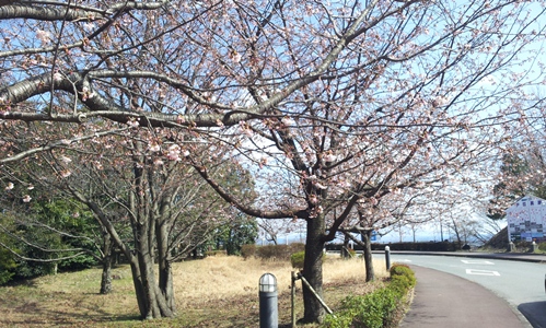 伊豆高原の桜まつり
