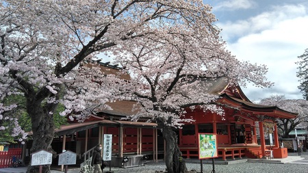 富士宮浅間大社も桜です