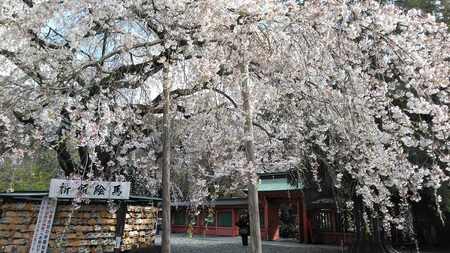 富士宮浅間大社も桜です