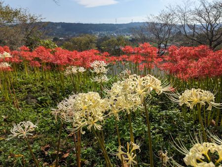 富士宮市芝川の興徳寺さんの彼岸花！