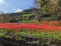 富士宮市芝川の興徳寺さんの彼岸花！