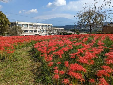 富士宮市芝川の興徳寺さんの彼岸花！