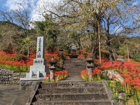 富士宮市芝川の興徳寺さんの彼岸花！