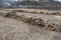 今年は、富士川河川敷の原木無料配布情報がまだ出ない